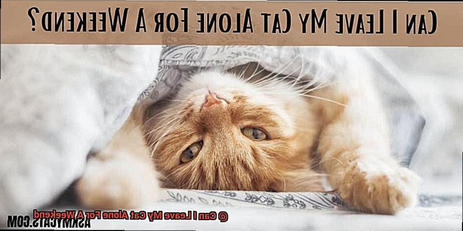 Can I Leave My Cat Alone For A Weekend-3