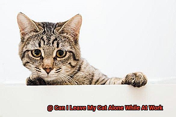 Can I Leave My Cat Alone While At Work-5