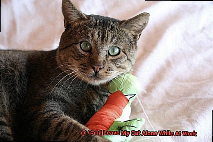 Can I Leave My Cat Alone While At Work-4
