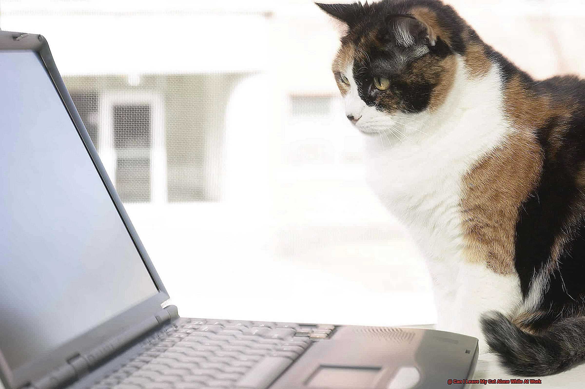 Can I Leave My Cat Alone While At Work-3
