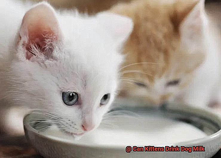 Can Kittens Drink Dog Milk-4