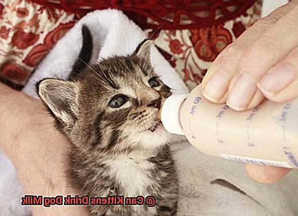 Can Kittens Drink Dog Milk-5