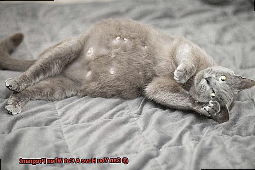 Can You Have A Cat When Pregnant-4