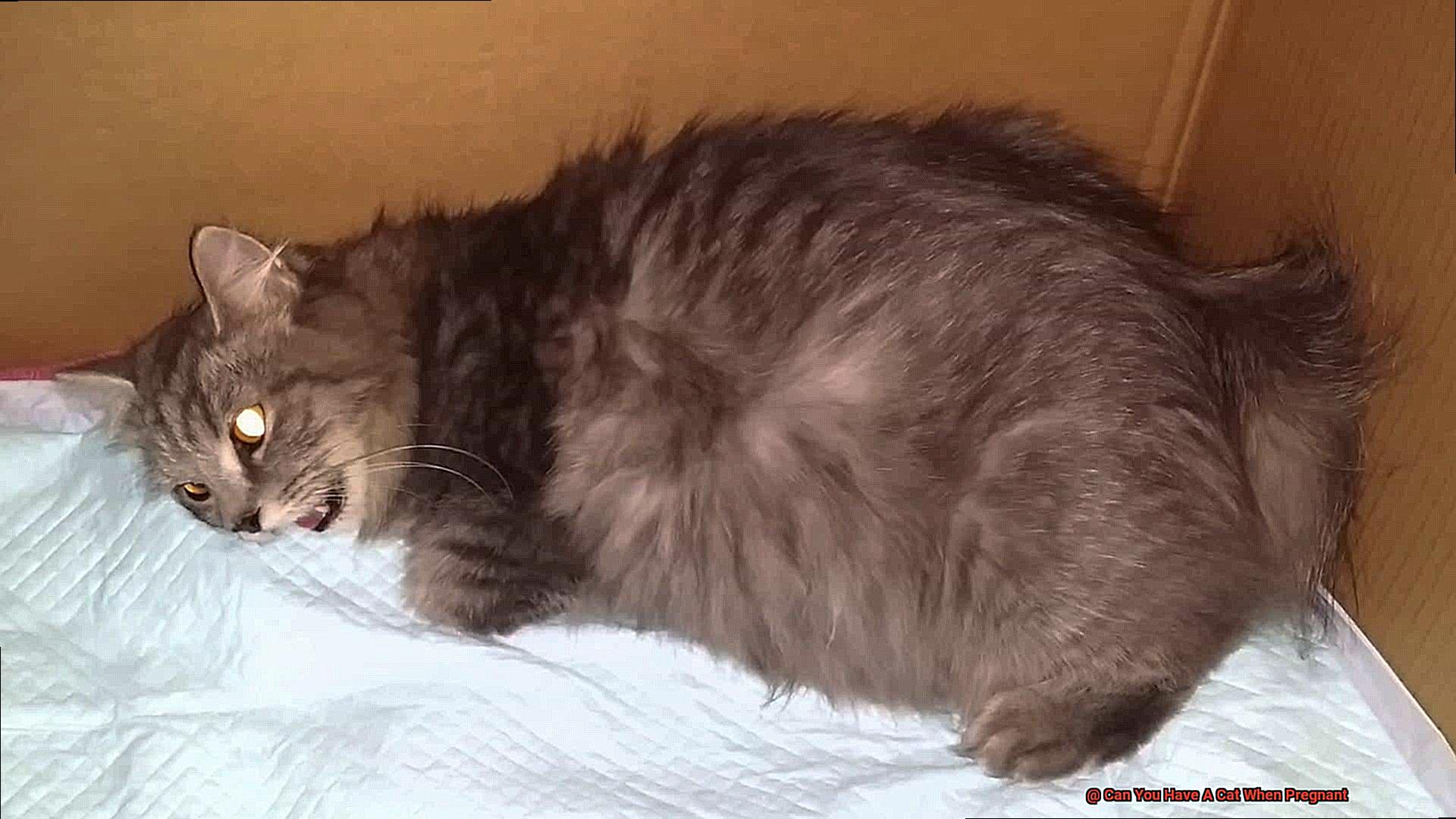 Can You Have A Cat When Pregnant-3