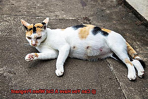 Can You Have A Cat When Pregnant-5