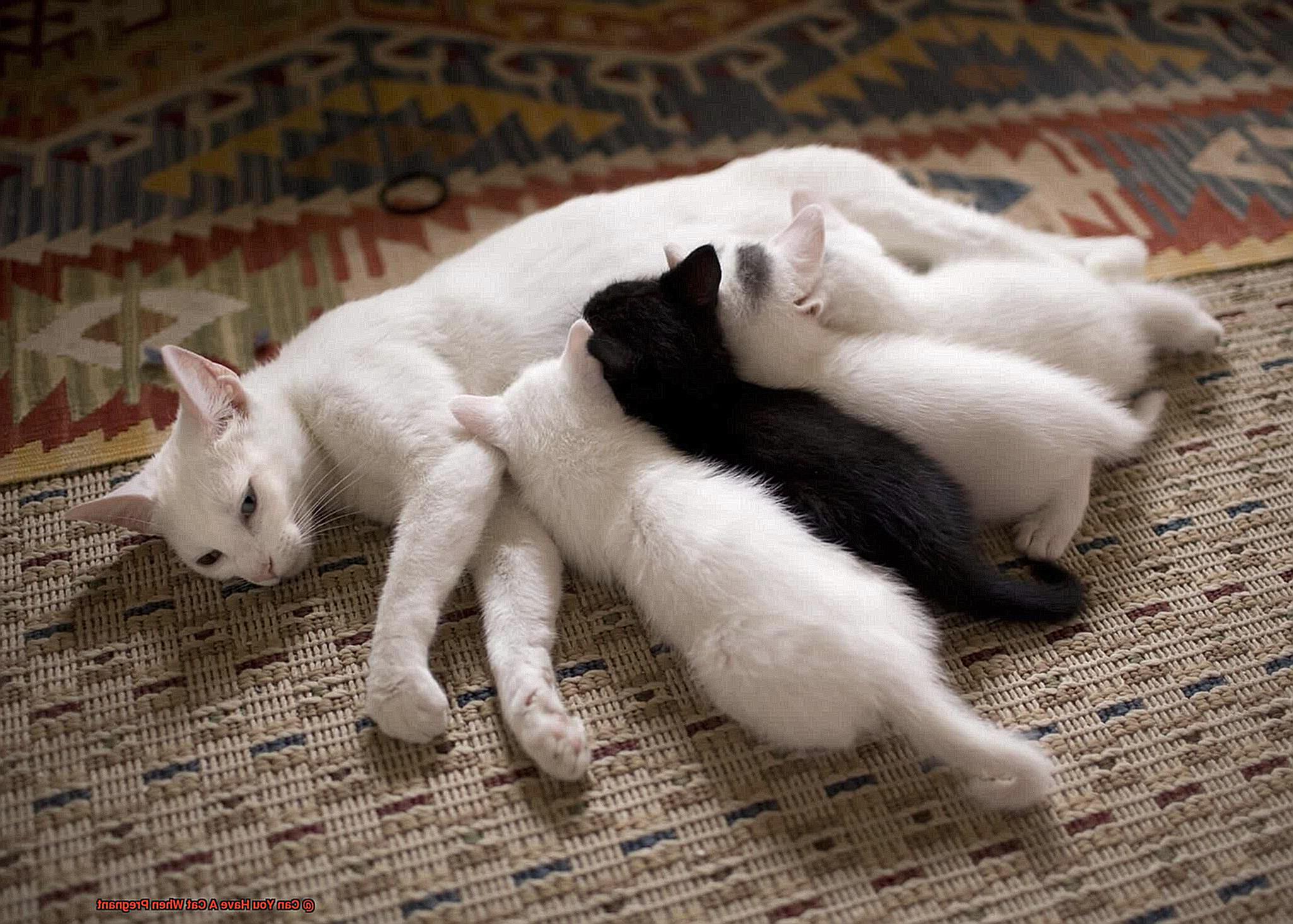 Can You Have A Cat When Pregnant-6