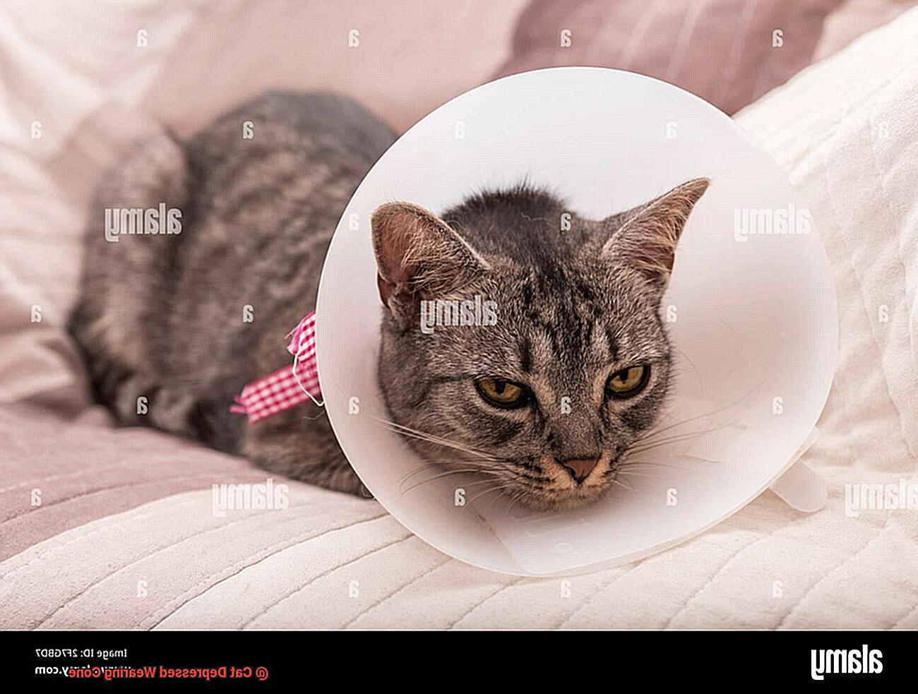 Cat Depressed Wearing Cone-4