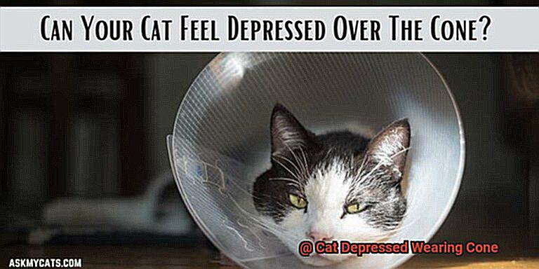 Cat Depressed Wearing Cone-6