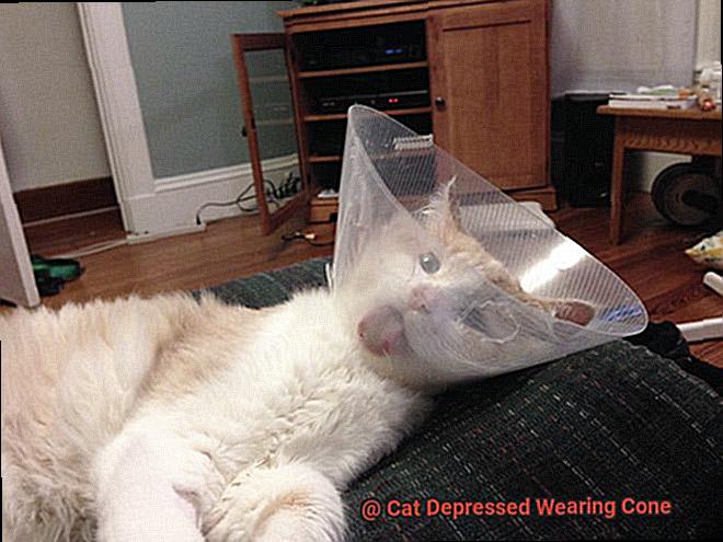 Cat Depressed Wearing Cone-5