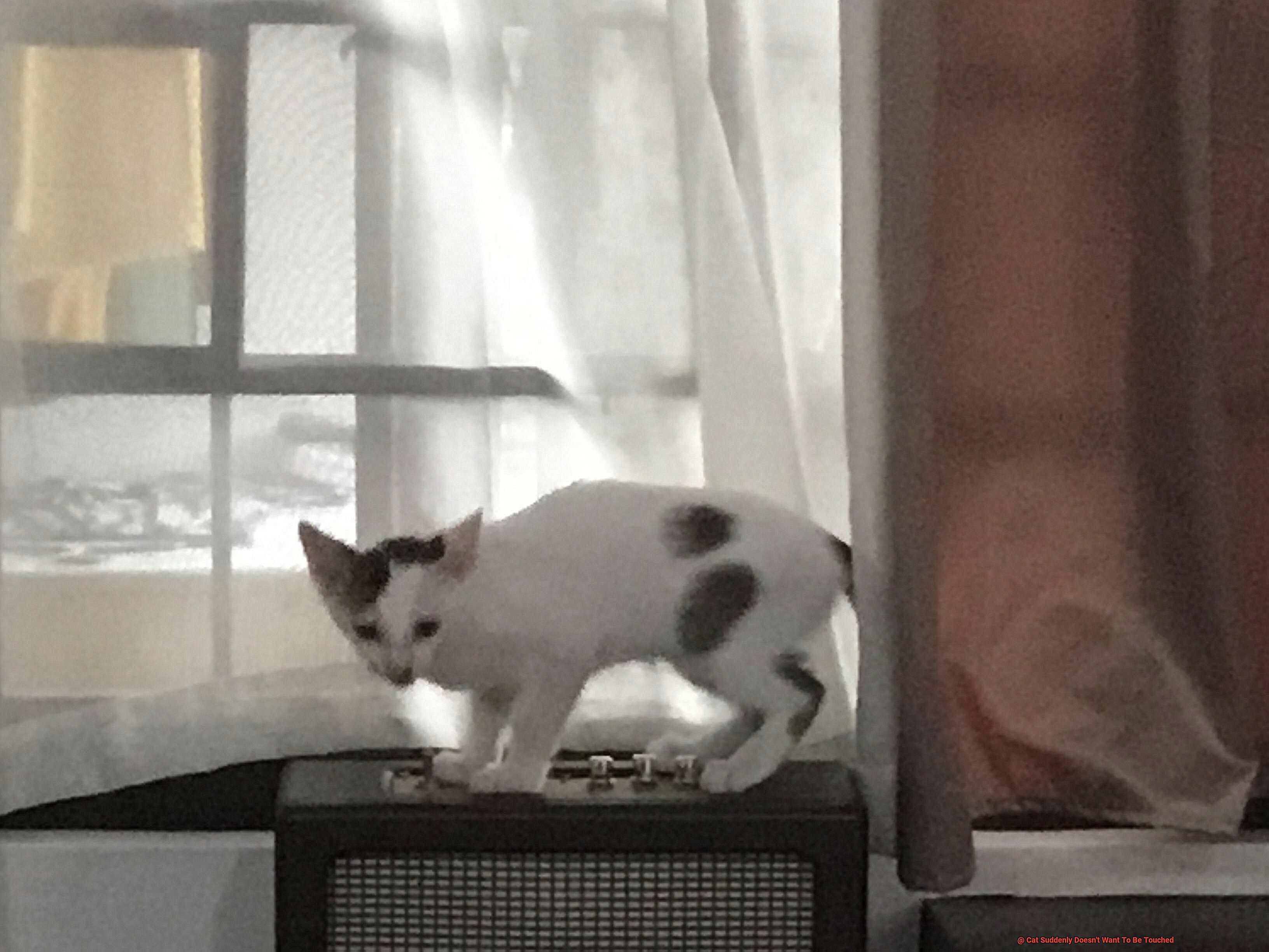 Cat Suddenly Doesn't Want To Be Touched-4