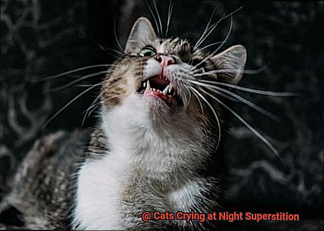 Cats Crying at Night Superstition-7