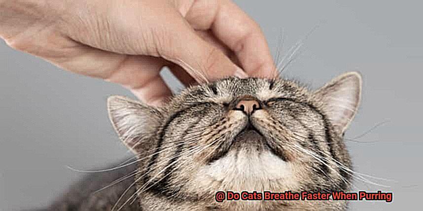 Do Cats Breathe Faster When Purring 00a213e4d5