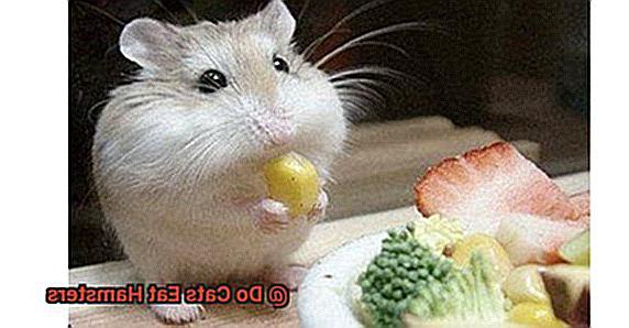Do Cats Eat Hamsters-2