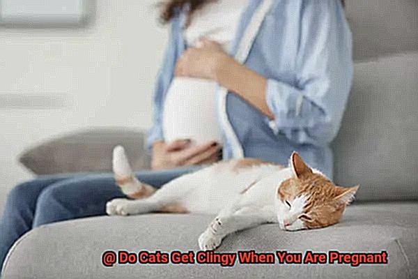 Do Cats Get Clingy When You Are Pregnant-3