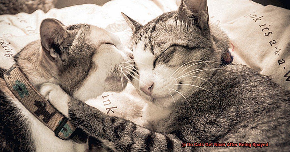 Do Cats Get Nicer After Being Spayed-4