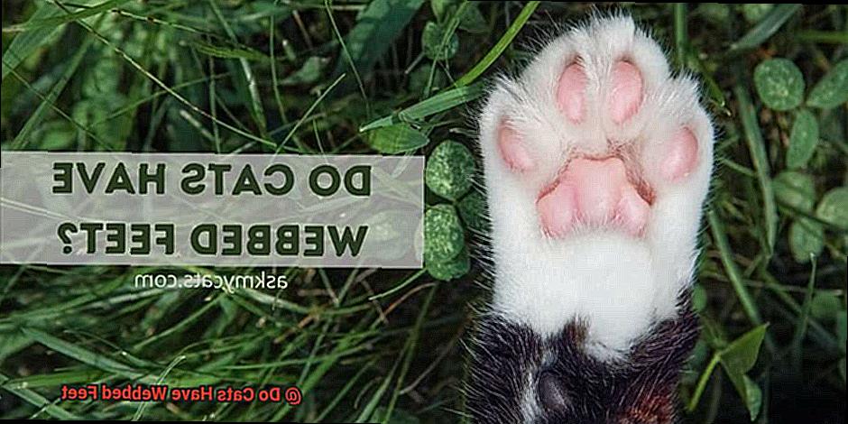 Do Cats Have Webbed Feet-5