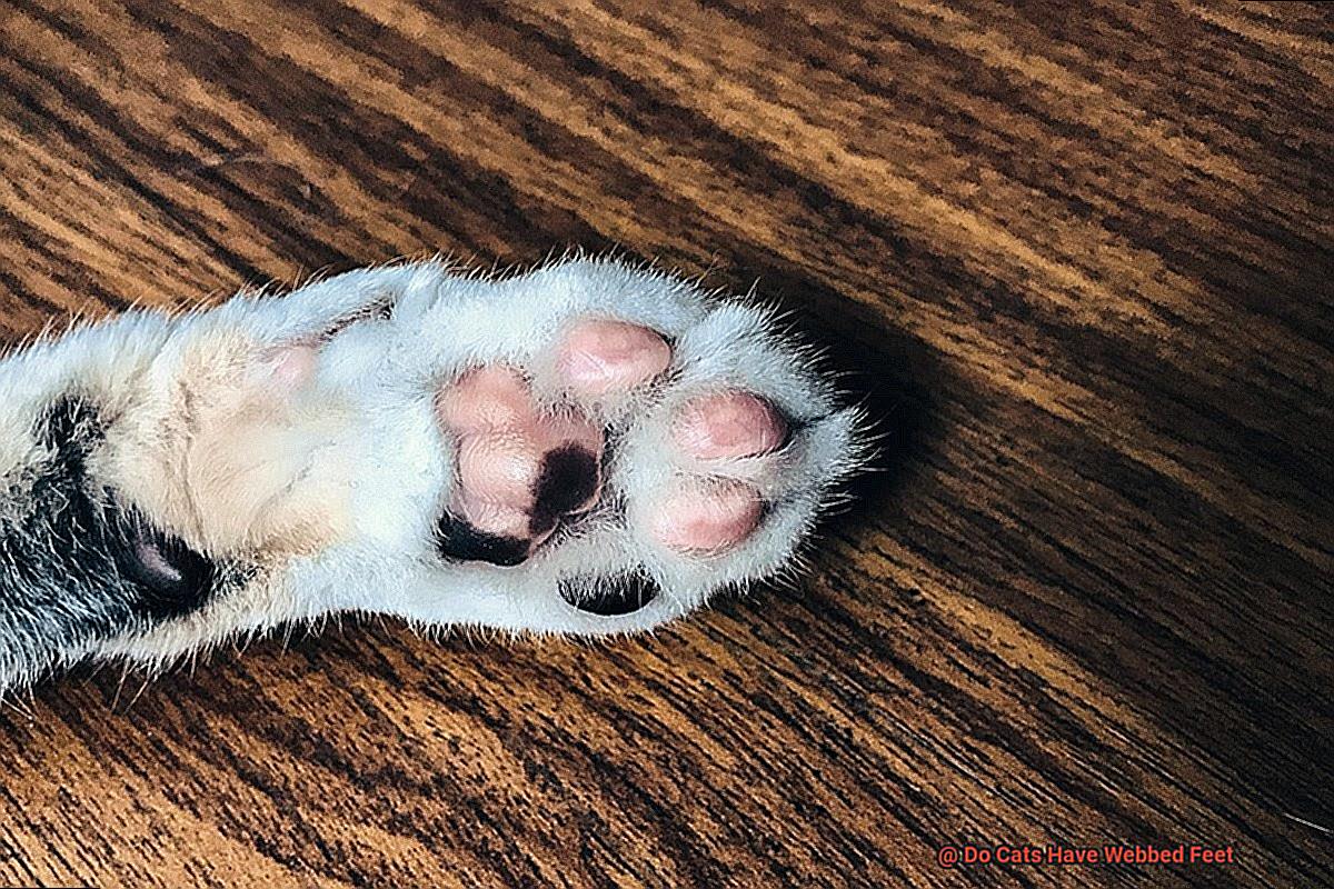 Do Cats Have Webbed Feet-4