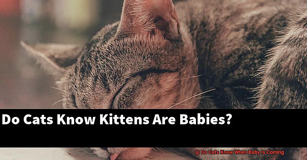 Do Cats Know When Baby Is Coming-7