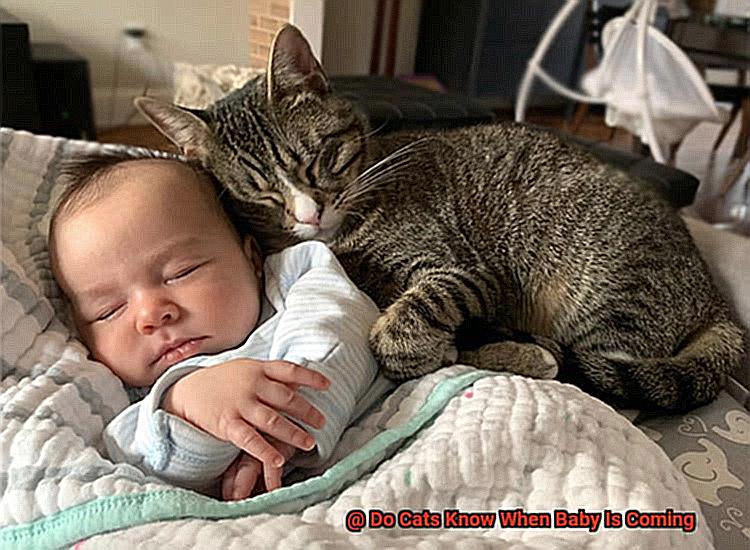 Do Cats Know When Baby Is Coming-6