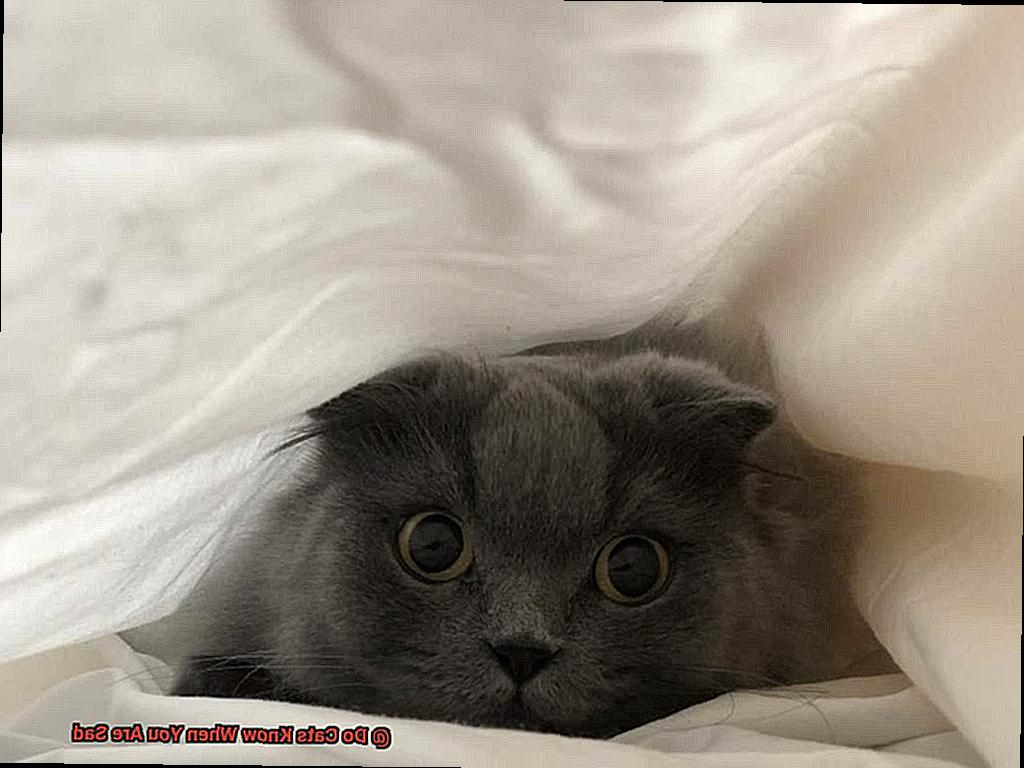 Do Cats Know When You Are Sad-2