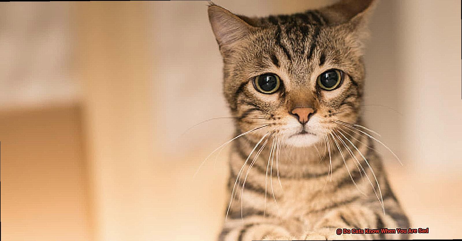 Do Cats Know When You Are Sad-3