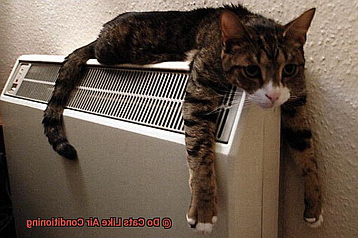 Do Cats Like Air Conditioning-2