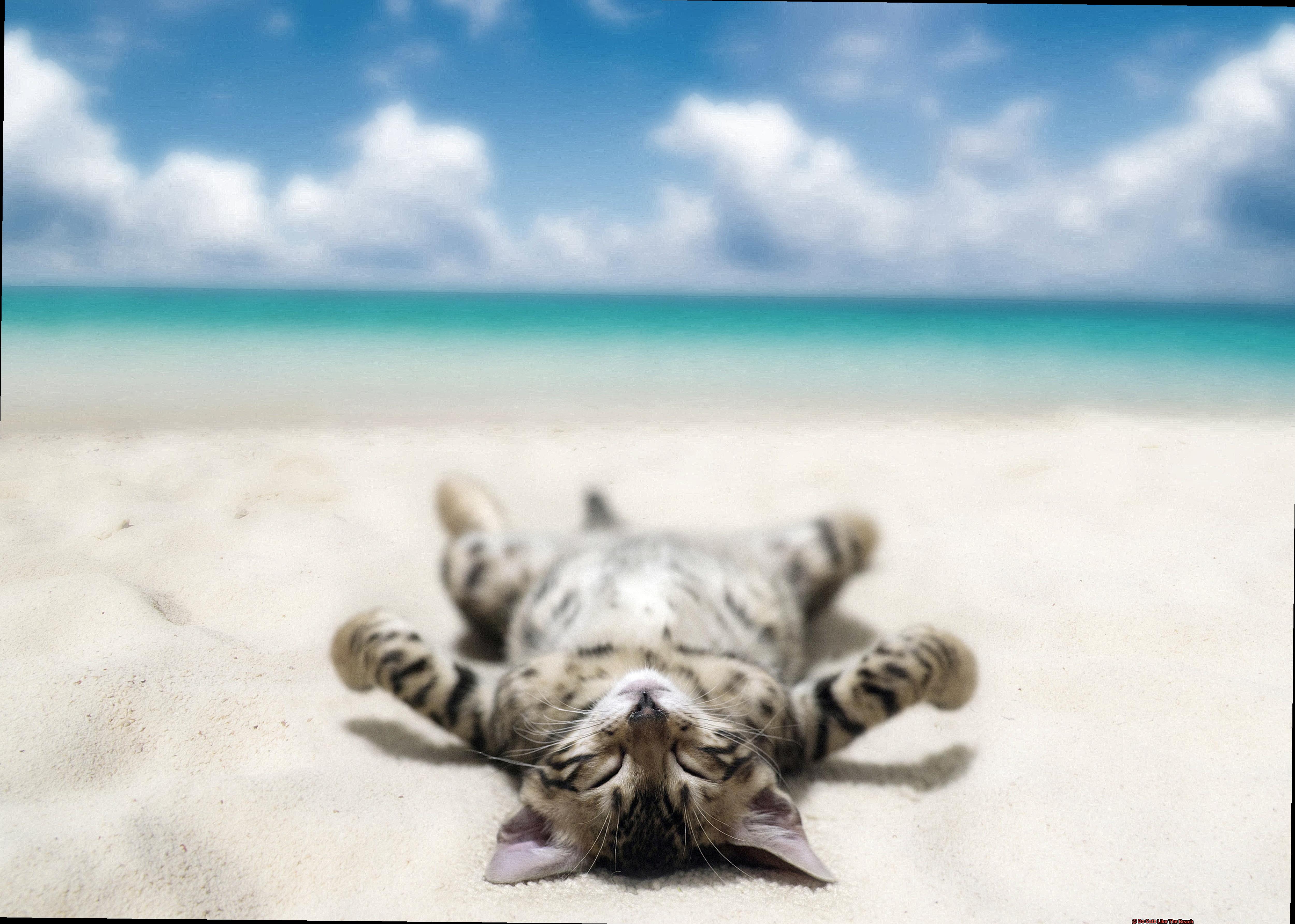 Do Cats Like The Beach-4