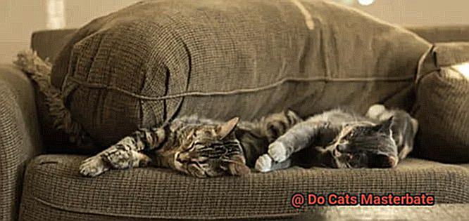 Do Cats Masterbate-2
