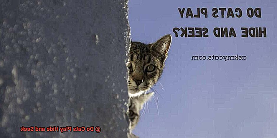 Do Cats Play Hide and Seek-2