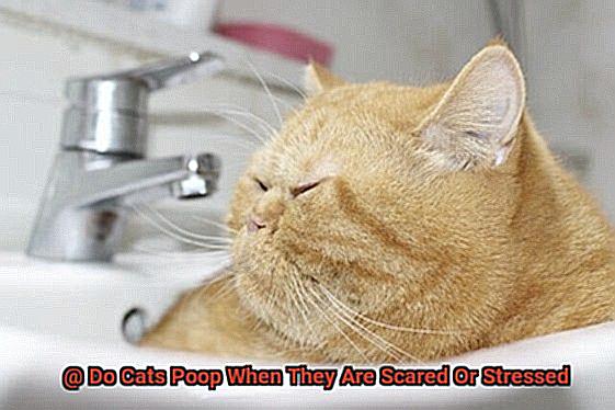 Do Cats Poop When They Are Scared Or Stressed-10