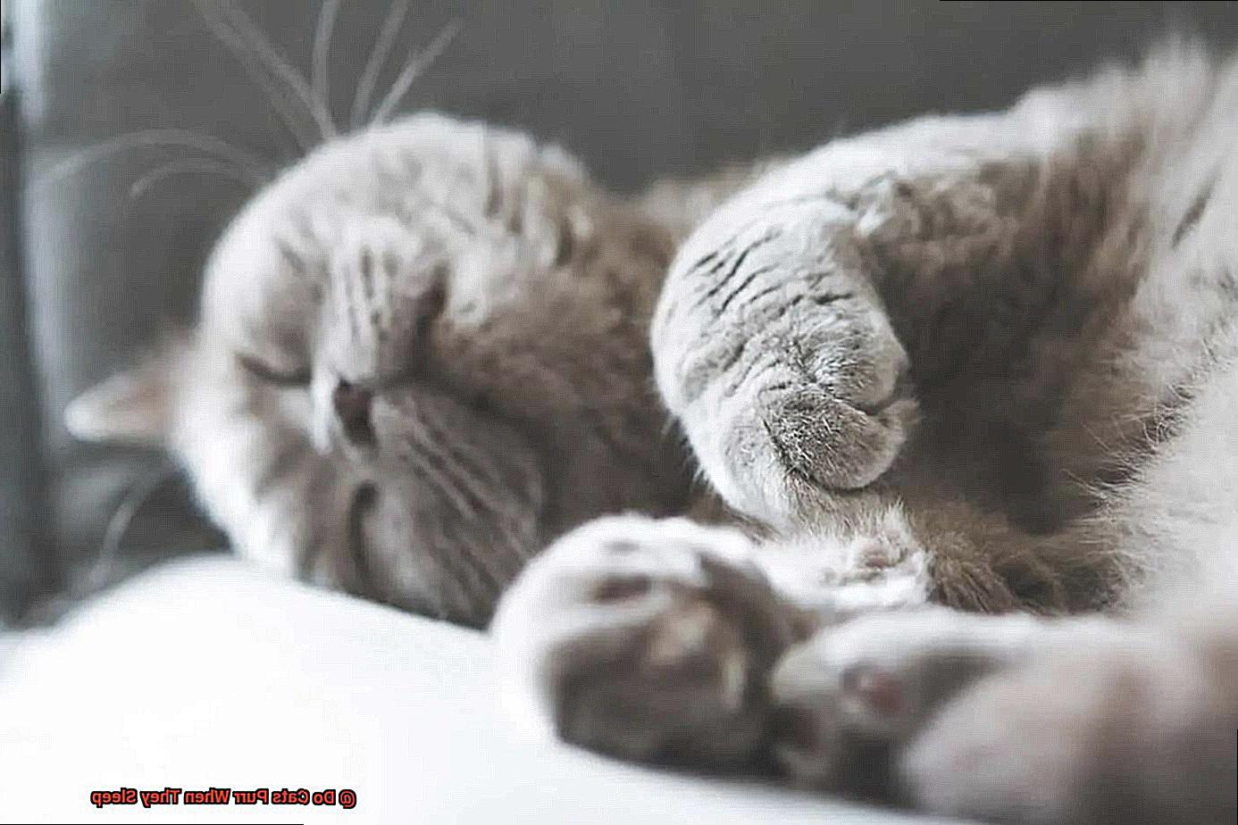 Do Cats Purr When They Sleep-2