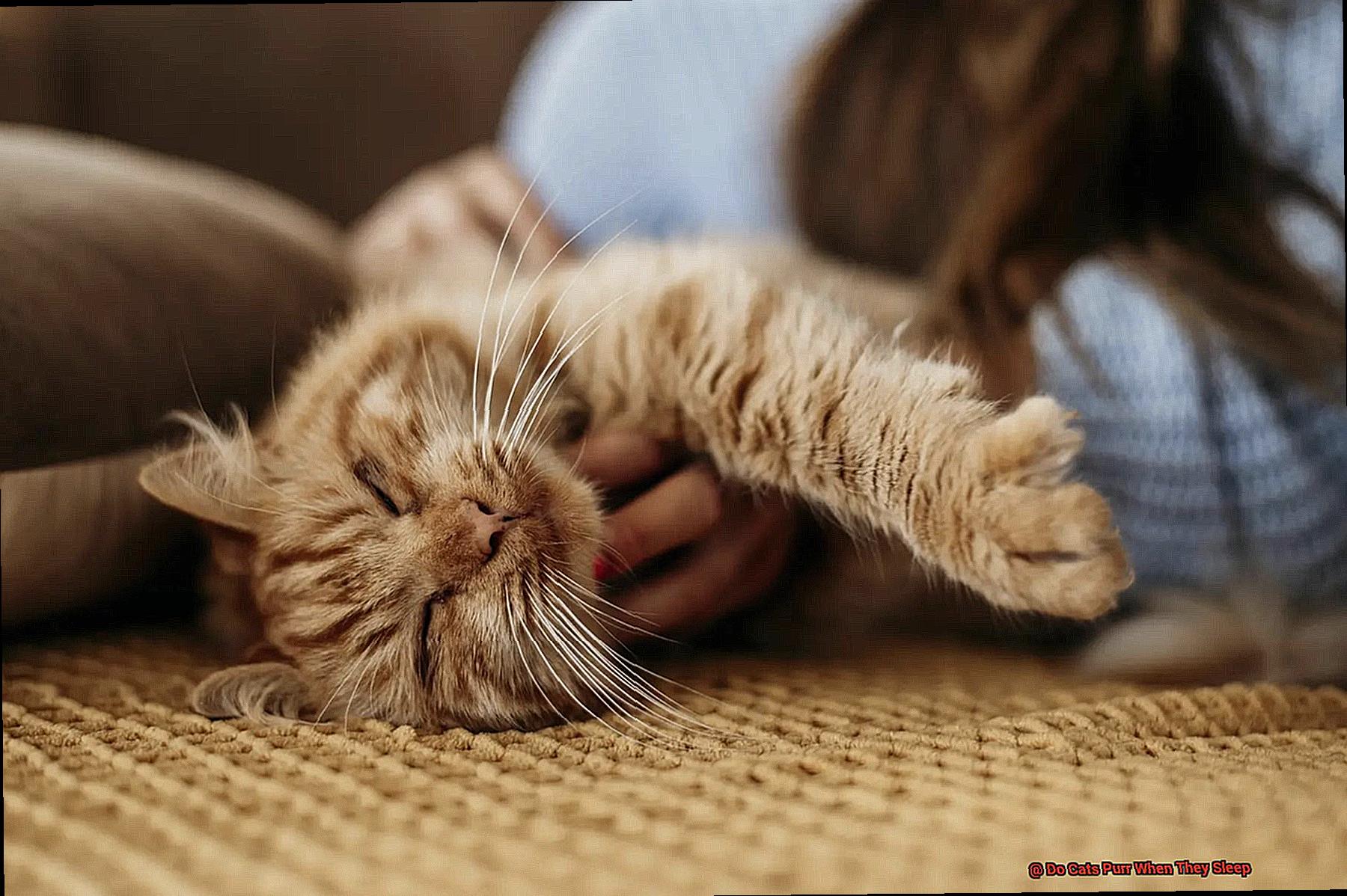 Do Cats Purr When They Sleep-3