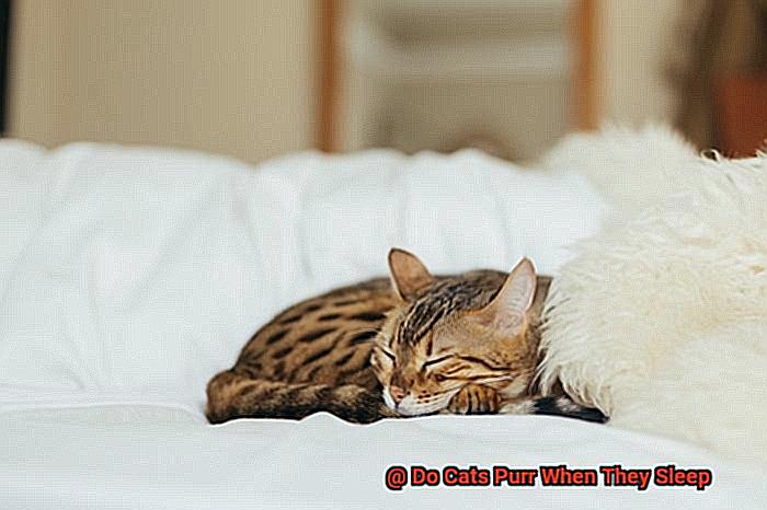 Do Cats Purr When They Sleep-5