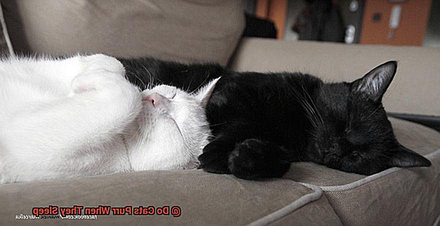 Do Cats Purr When They Sleep-4