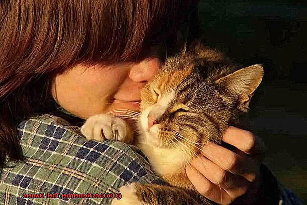 Do Cats Remember Their Owners-3