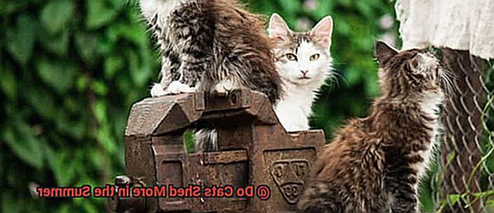 Do Cats Shed More in the Summer c4743153e3