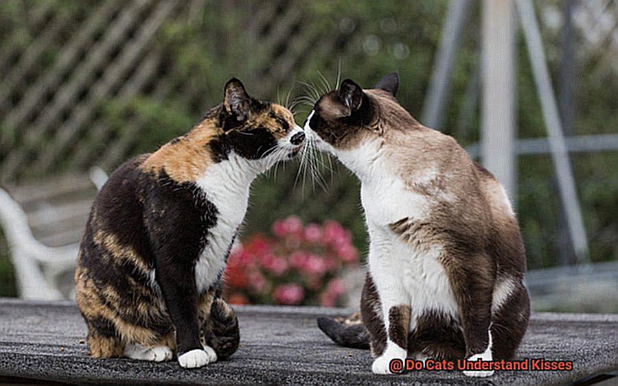 Do Cats Understand Kisses-8