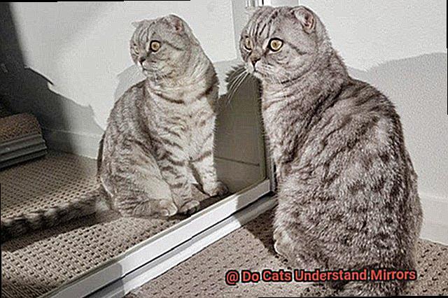 Do Cats Understand Mirrors-3