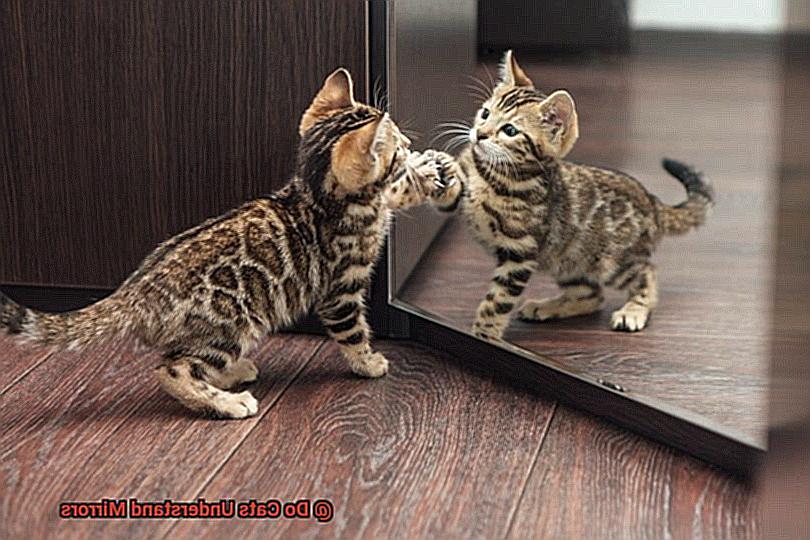 Do Cats Understand Mirrors-6