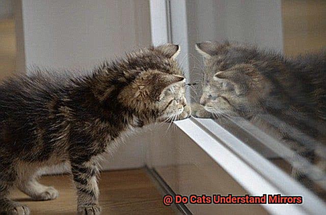 Do Cats Understand Mirrors-4