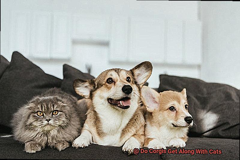 Do Corgis Get Along With Cats-3