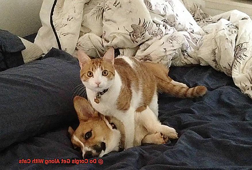 Do Corgis Get Along With Cats-2