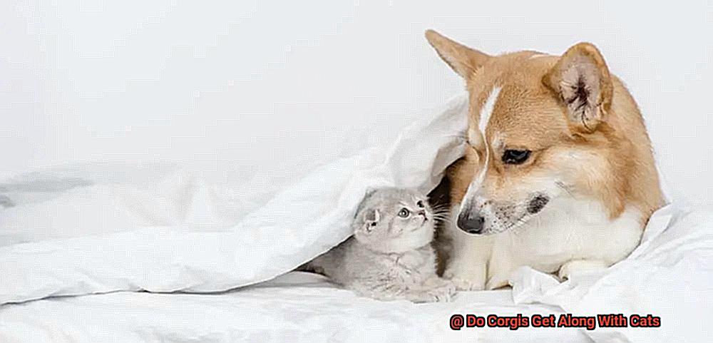 Do Corgis Get Along With Cats-7