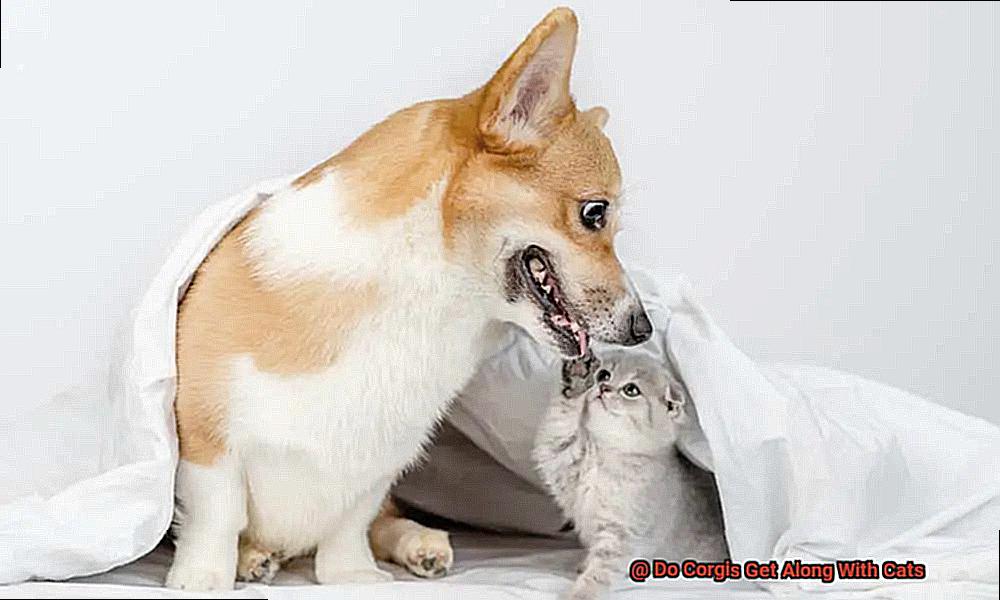 Do Corgis Get Along With Cats-5