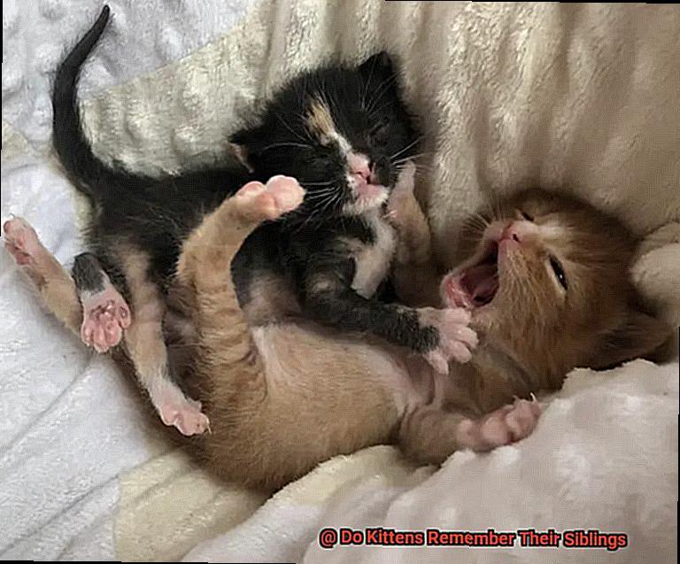 Do Kittens Remember Their Siblings-3