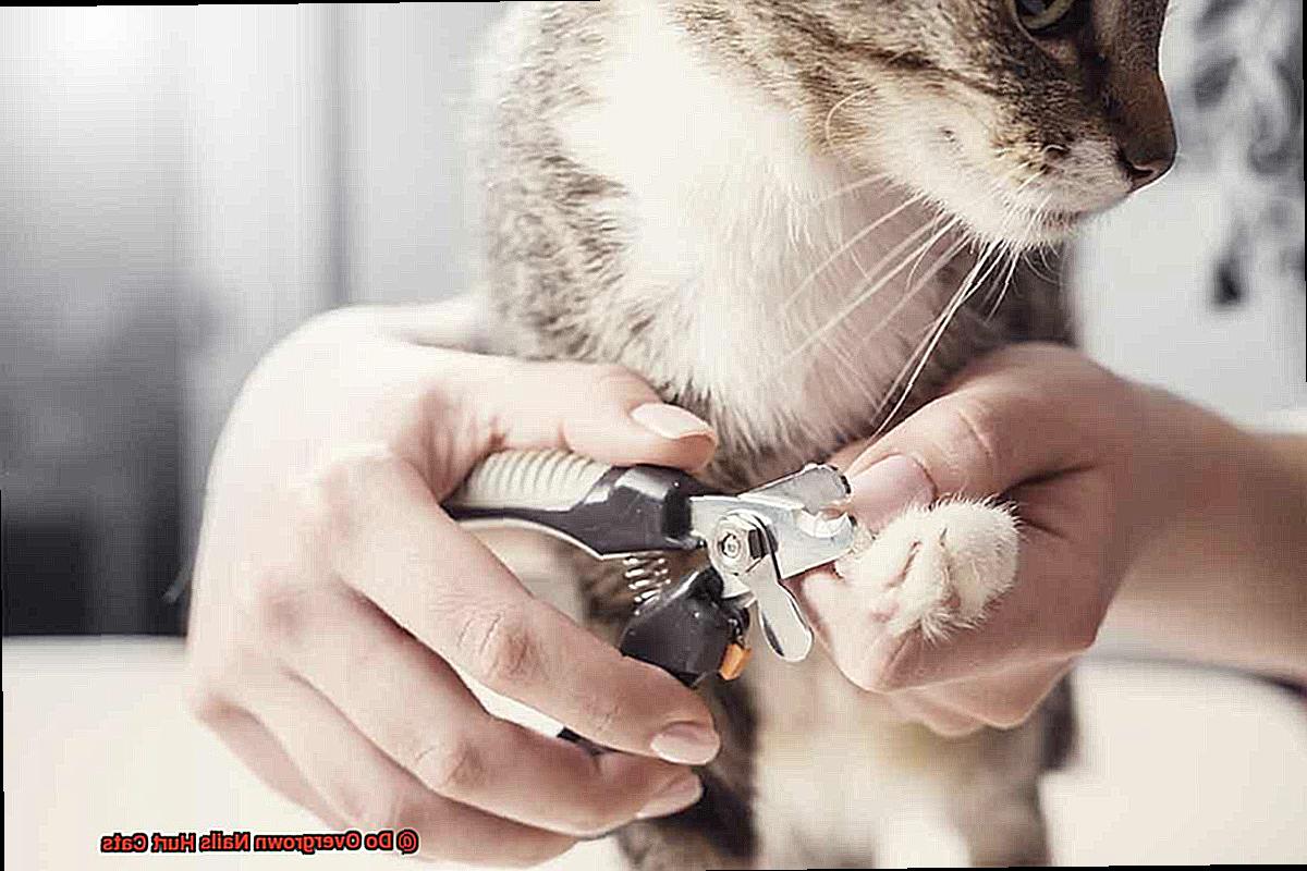 Do Overgrown Nails Hurt Cats-3