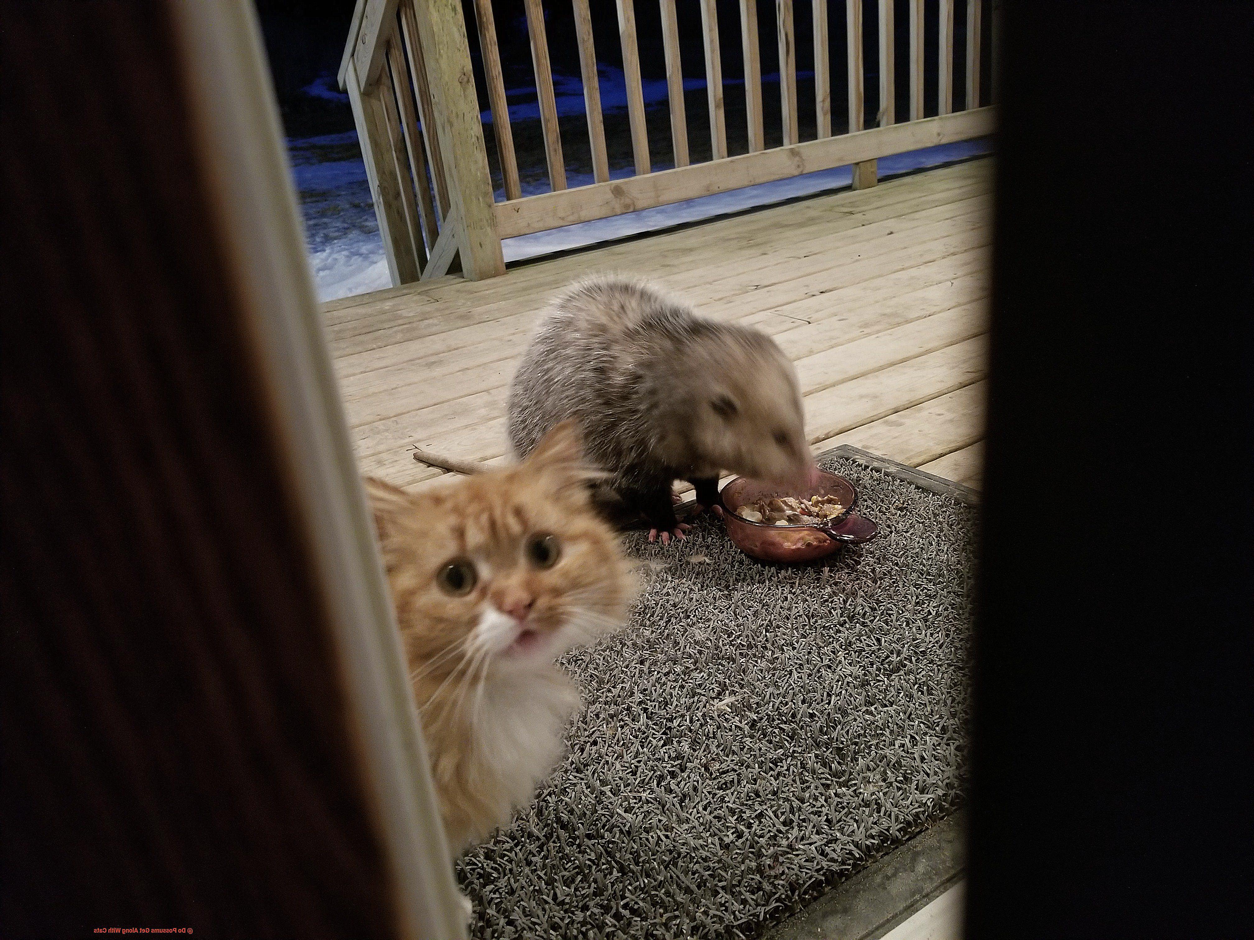 Do Possums Get Along With Cats-3