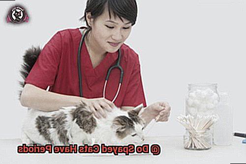 Do Spayed Cats Have Periods-9