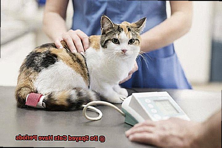 Do Spayed Cats Have Periods-7