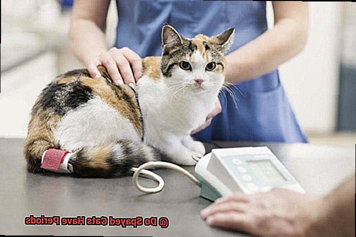 Do Spayed Cats Have Periods-7